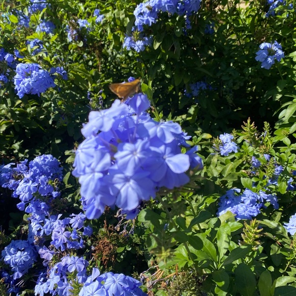 Meet your Poshers, Heidi and Sarah - Picture 1 of 1